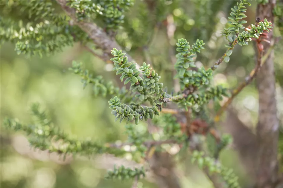 Taxus baccata 'Amersfoort', Eibe 'Amersfoort' | RICOTER Erdaufbereitung AG