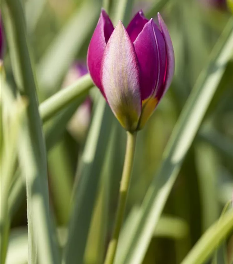 Wildtulpe 'Persian Pearl'