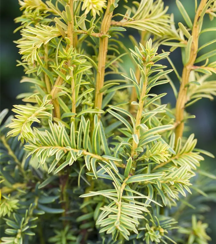 Gelbe Adlerschwingen-Eibe 'Dovastonii Aurea'