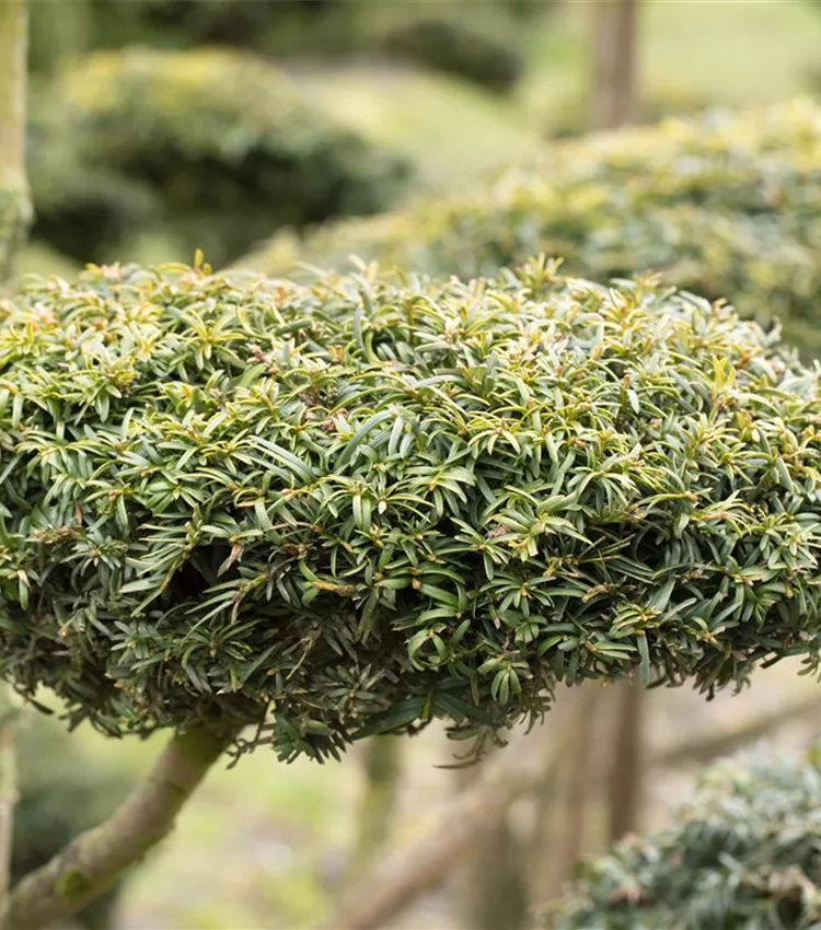 Gelbe Adlerschwingen-Eibe 'Dovastonii Aurea'