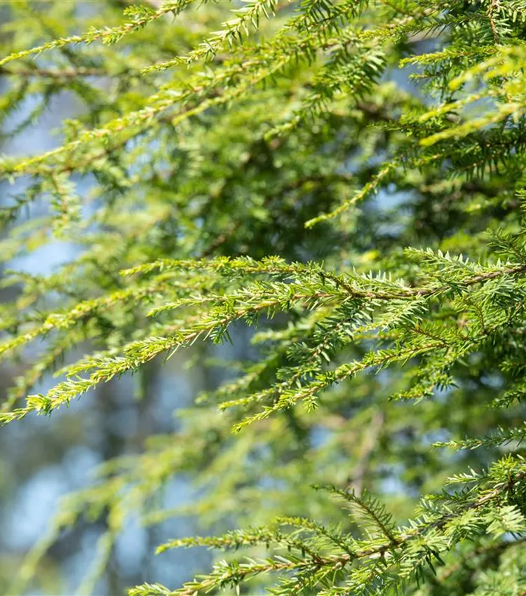 Gelbe Adlerschwingen-Eibe 'Dovastonii Aurea'
