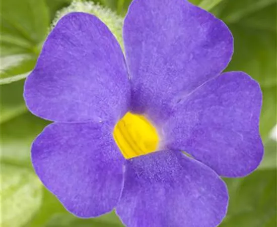 Thunbergia battiscombei