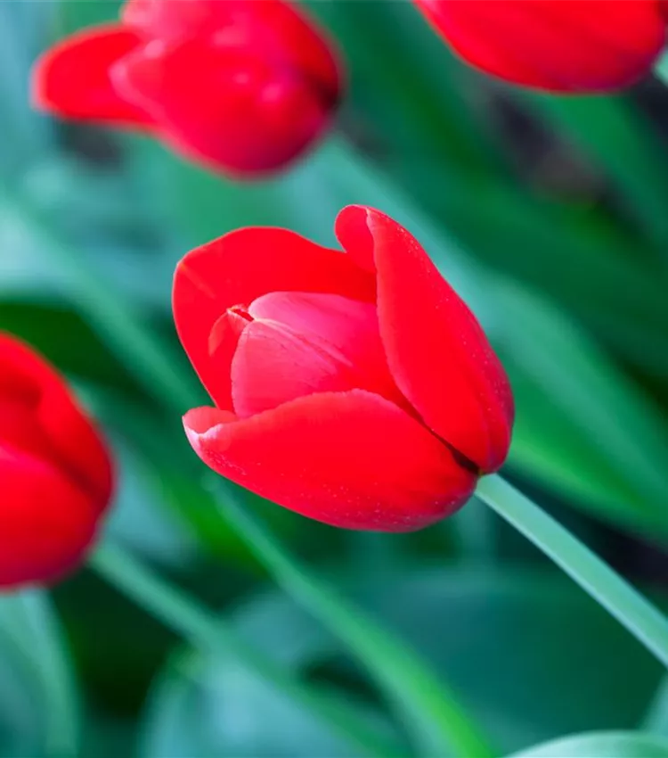 Tulipe 'Red Label'