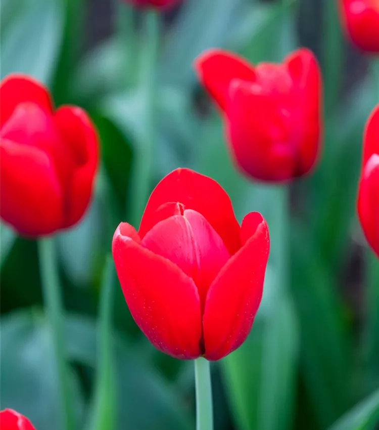 Tulipe 'Red Label'