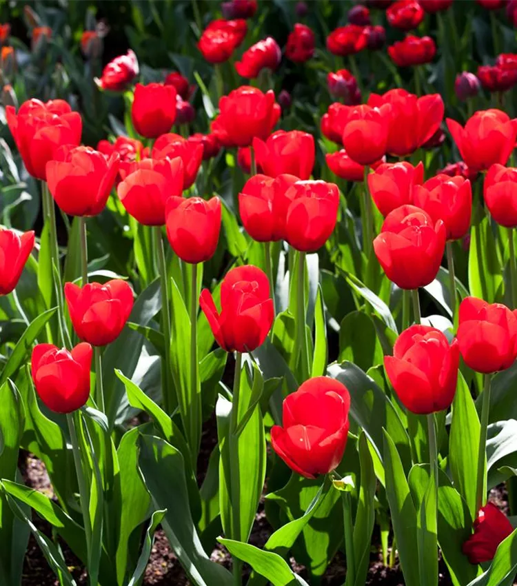 Tulipe 'Red Label'