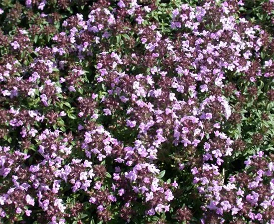 Thymus herba-barona Thymus herba-barona