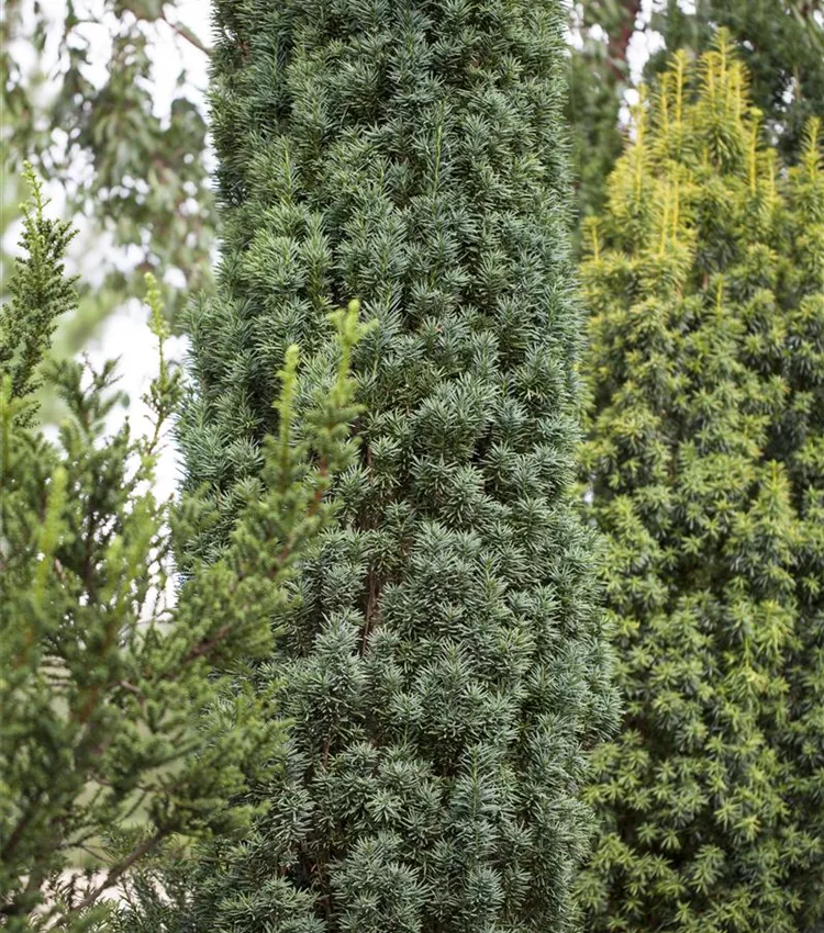 Schmale Säuleneibe 'Fastigiata Robusta'