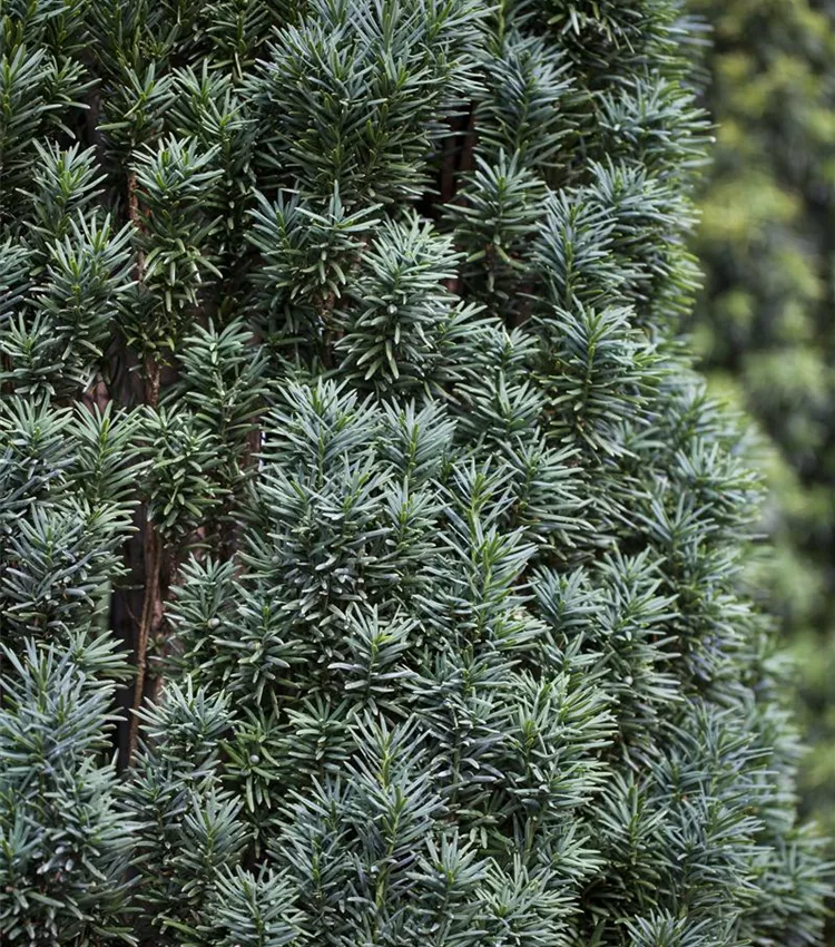 Schmale Säuleneibe 'Fastigiata Robusta'