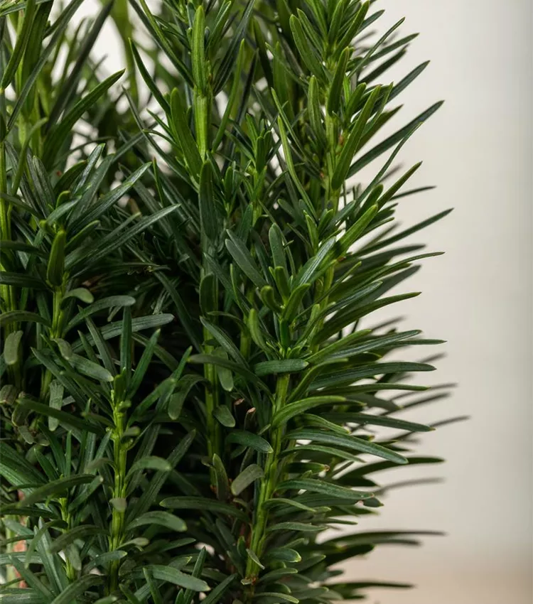 Schmale Säuleneibe 'Fastigiata Robusta'