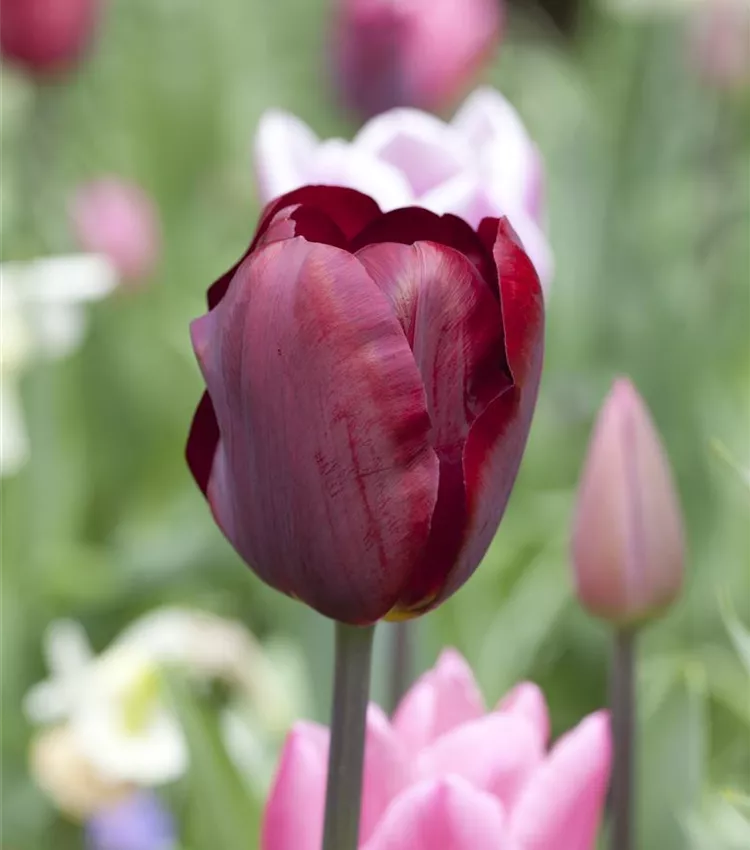 Tulpe Ronaldo 'Ronaldo'
