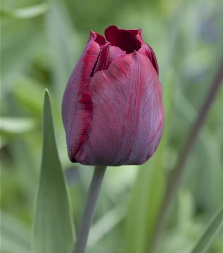 Tulpe Ronaldo 'Ronaldo'