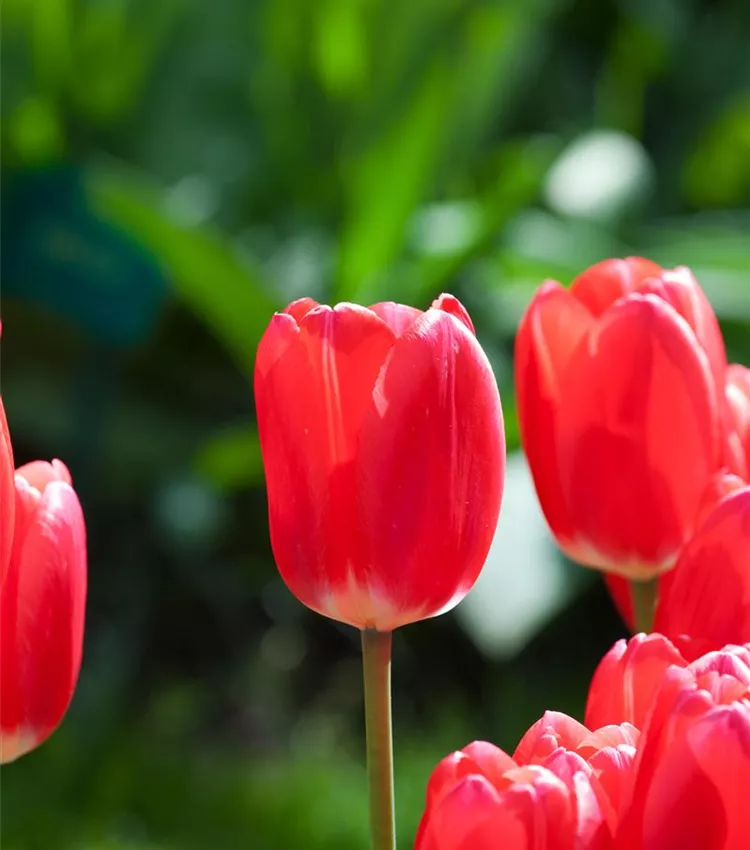 Tulpe 'Rosy Delight'