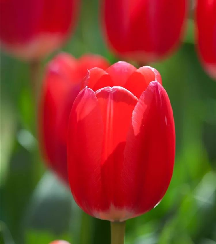 Tulpe 'Rosy Delight'