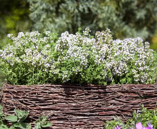 Thymus vulgaris Thymus vulgaris