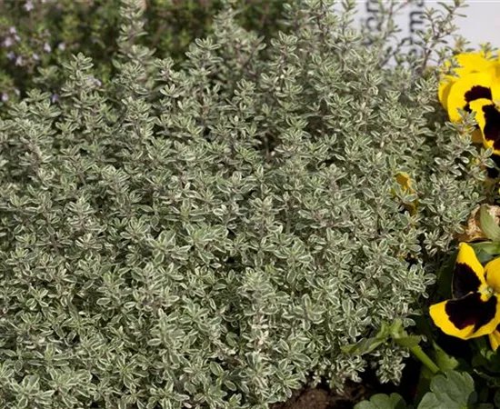 Thymus vulgaris 'Fragrantissimus' Thymus vulgaris 'Fragrantissimus'