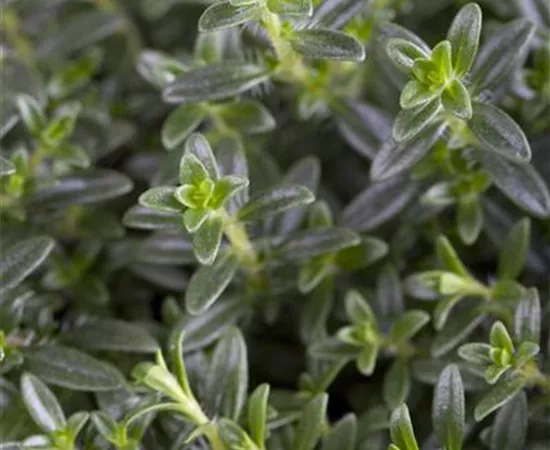 Thymus vulgaris 'Faustini' Thymus vulgaris 'Faustini'