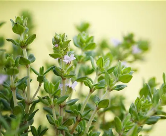 Thymus vulgaris 'Fredo'