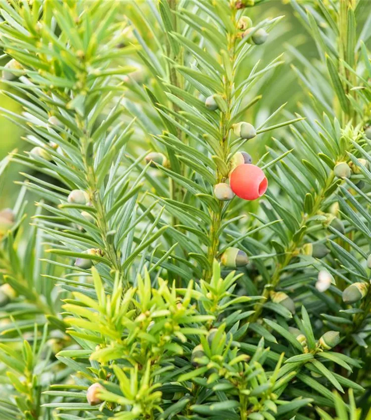 Fruchtende Bechereibe 'Hicksii'