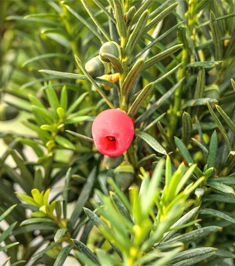 Fruchtende Bechereibe 'Hicksii'