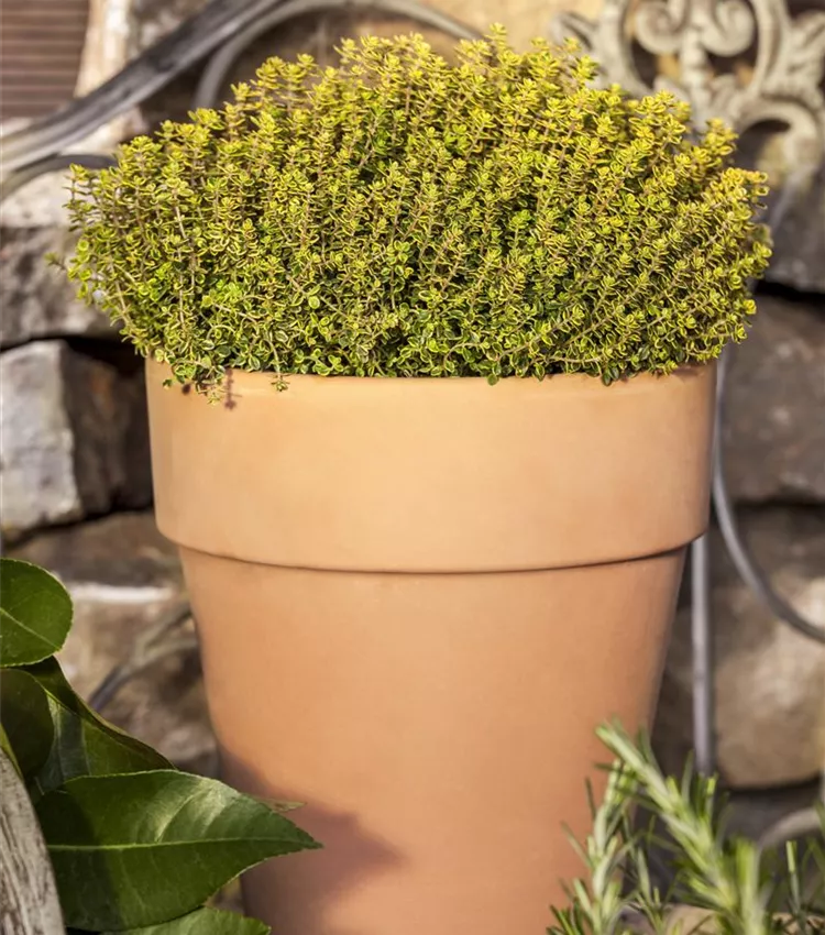 Thym 'Aureus'