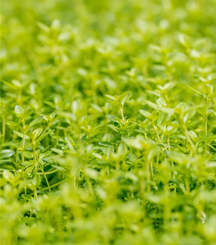 Thym 'Aureus'