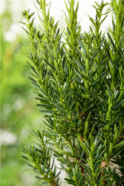 Taxus x media 'Hillii', Eibe 'Hillii' | RICOTER Erdaufbereitung AG