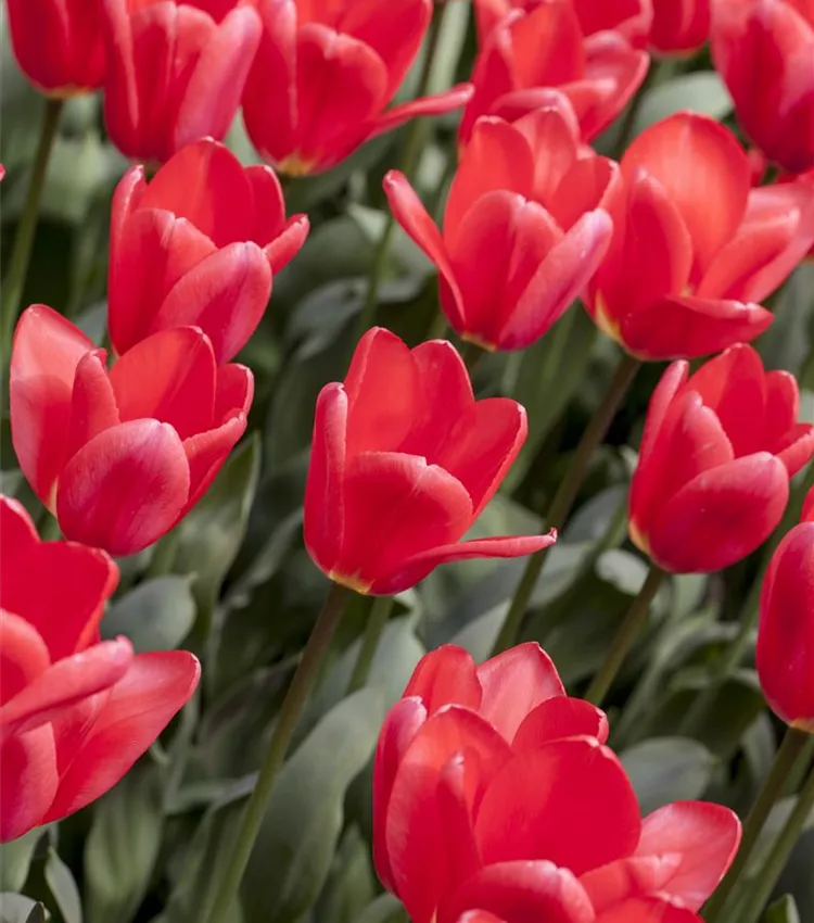 Tulipe 'Cosmopolitan' Tulipe 'Cosmopolitan'