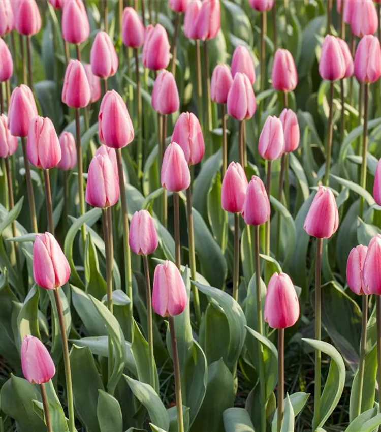 Tulipe 'Cosmopolitan' Tulipe 'Cosmopolitan'