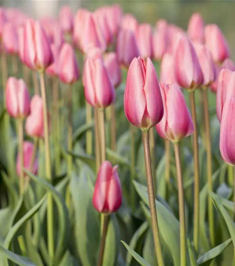 Tulipe 'Cosmopolitan' Tulipe 'Cosmopolitan'