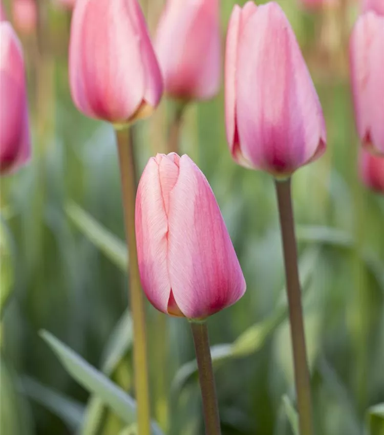 Tulipe 'Cosmopolitan' Tulipe 'Cosmopolitan'