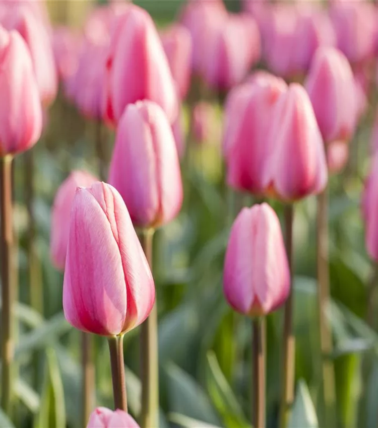 Tulipe 'Cosmopolitan' Tulipe 'Cosmopolitan'