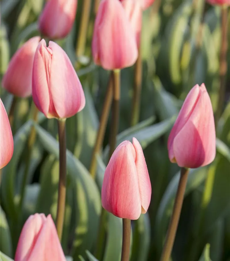 Tulipe 'Cosmopolitan' Tulipe 'Cosmopolitan'