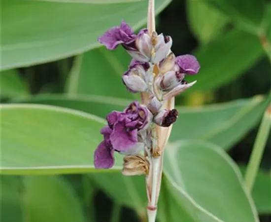 Thalia dealbata