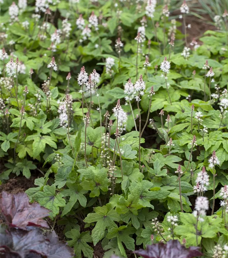 Zipfelblättrige Schaumblüte 'Spring Symphony'