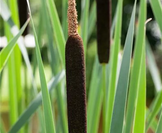 Typha angustifolia
