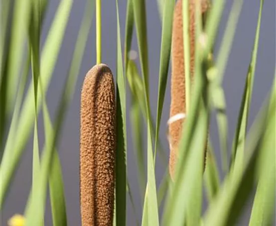 Typha latifolia