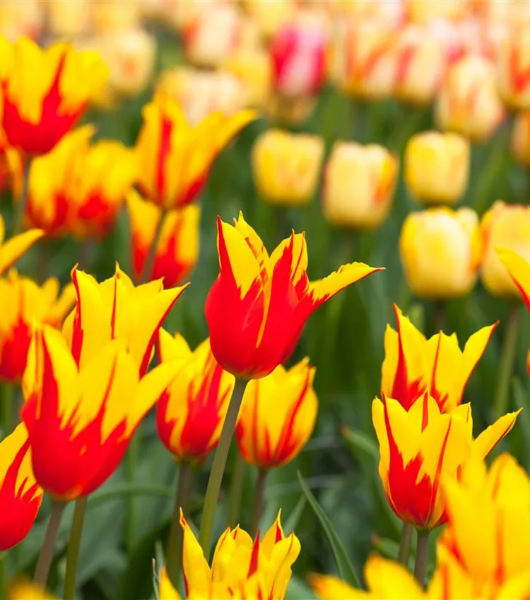 Tulpe 'Fire Wings'