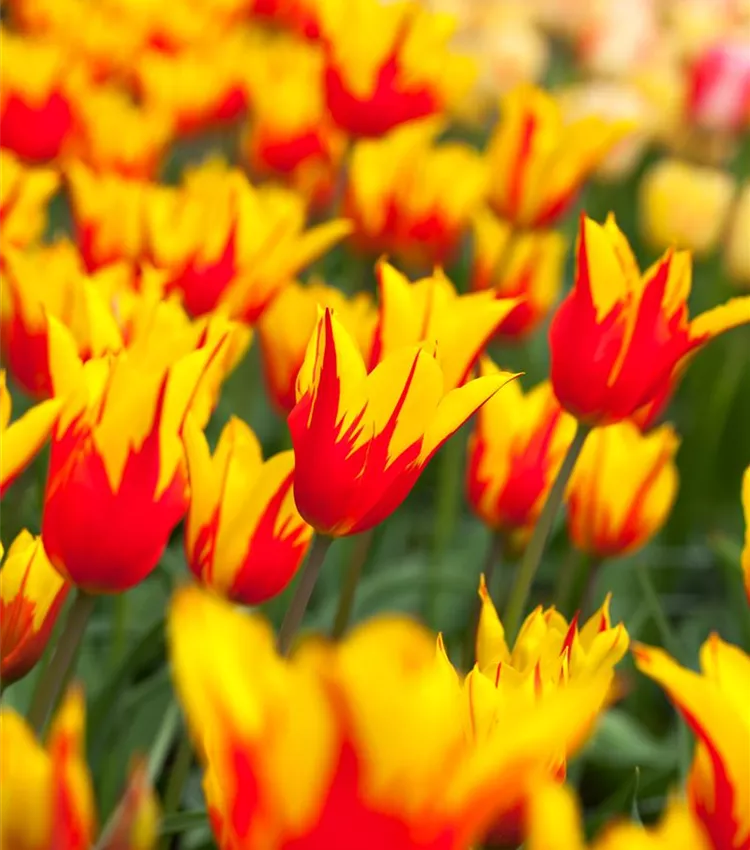 Tulpe 'Fire Wings'