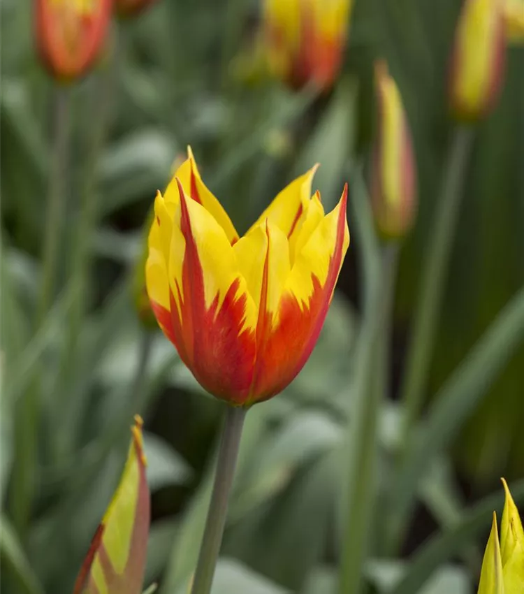 Tulpe 'Fire Wings'