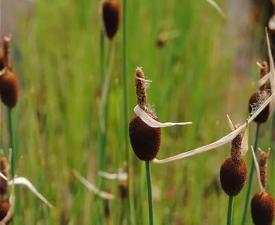 Typha minima