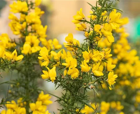 Ulex europaeus Ulex europaeus