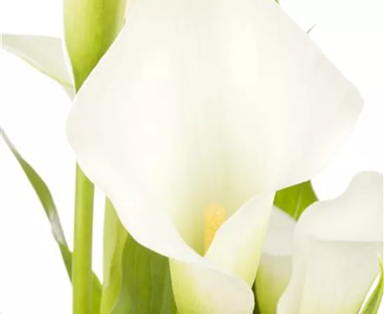 Zantedeschia aethiopica 'Crystal Blush' Zantedeschia aethiopica 'Crystal Blush'