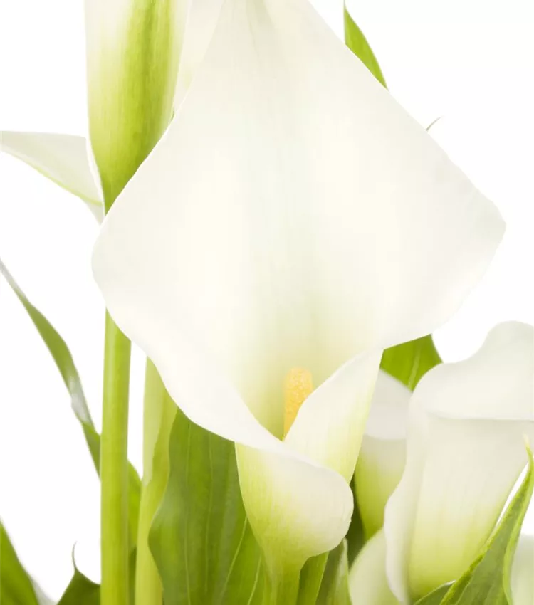 Arum d’Ethiopie 'Crystal Blush'
