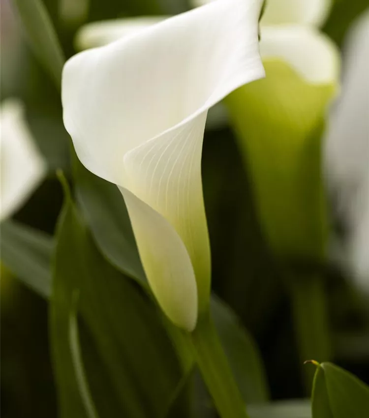 Arum d’Ethiopie 'Crystal Blush'