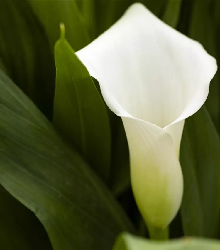 Arum d’Ethiopie 'Crystal Blush'
