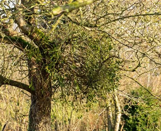 Viscum album Viscum album