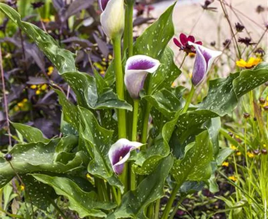 Zantedeschia aethiopica 'Picasso' Zantedeschia aethiopica 'Picasso'