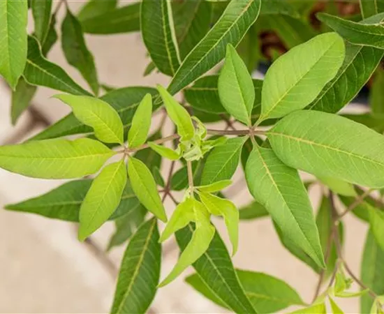 Vitex agnus-castus 'Blue Diddley'®