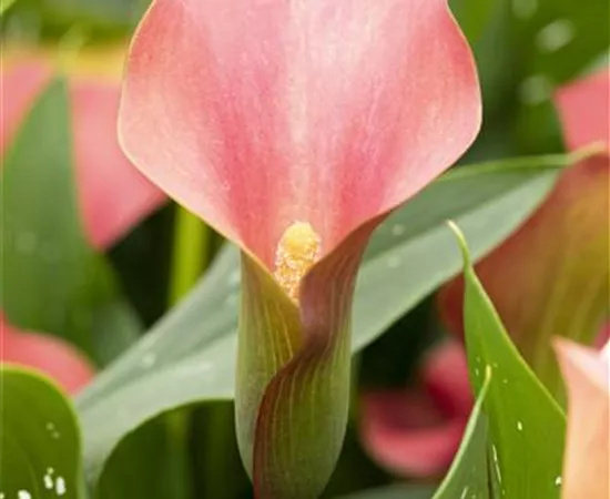 Zantedeschia 'Bloody Marry' Zantedeschia 'Bloody Marry'