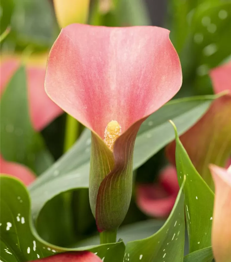 Arum d’Ethiopie